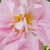 Roz - Trandafir damasc - Celsiana